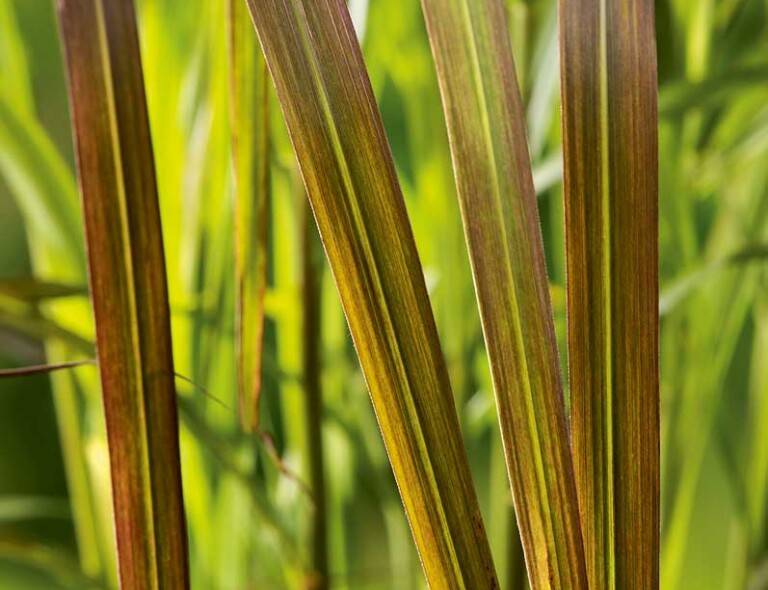 Miscanthus sinensis 'Ruby Cute'®